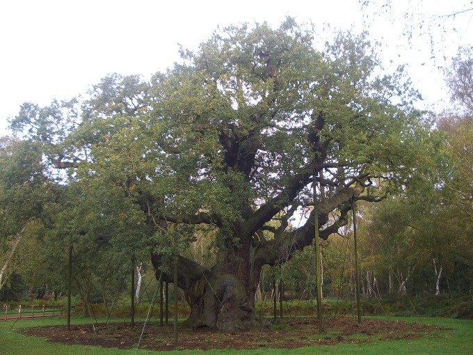 500-yr-old tree, Sherwood Forest, Nottingham
